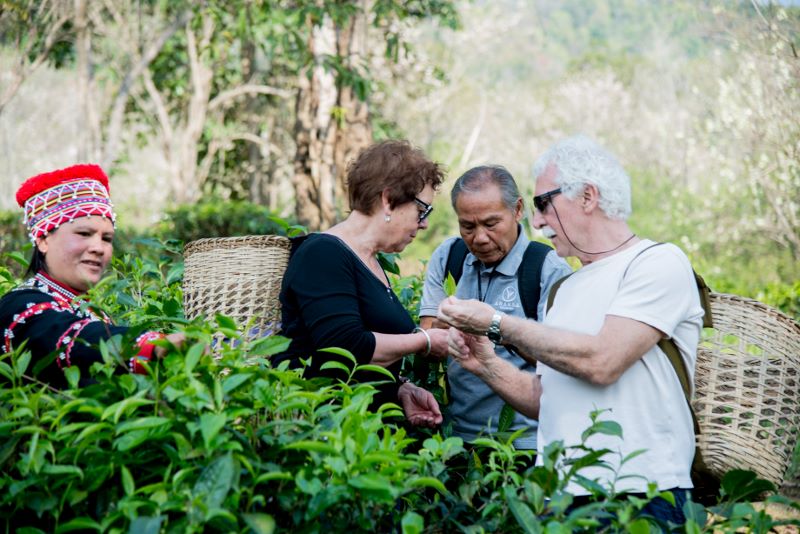 Araksa Tea Garden Chiang Mai - Tea Picking Tour