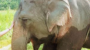 Elephant in Chiang Mai Thailand