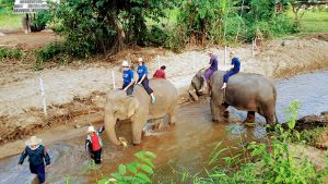 Bareback Elephant Riding in Chiang Mai