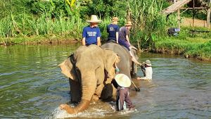 Elephant Care Program Chiang Mai - Bathing Elephants