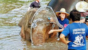 Elephant Care Program Chiang Mai - Dam