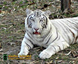 Chiang Mai Night Safari - White Tiger
