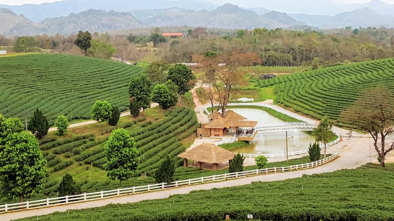 Choui Fong Tea Plantation