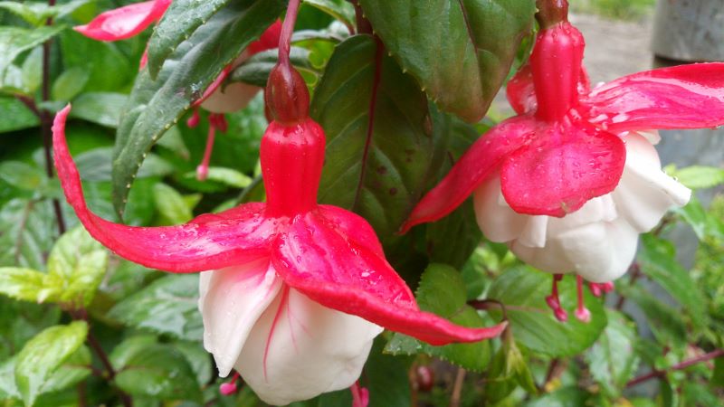 Doi Inthanon National Park - Flowers