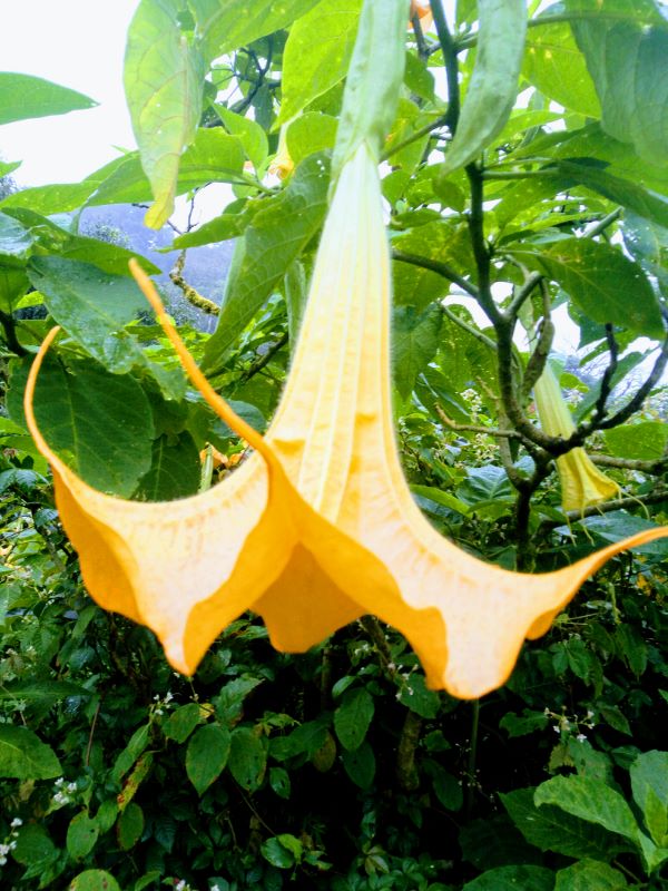 Doi Inthanon National Park - Angel Trumpet Flower