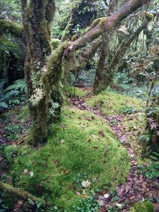 Doi Inthanon National Park - Cloud Forest