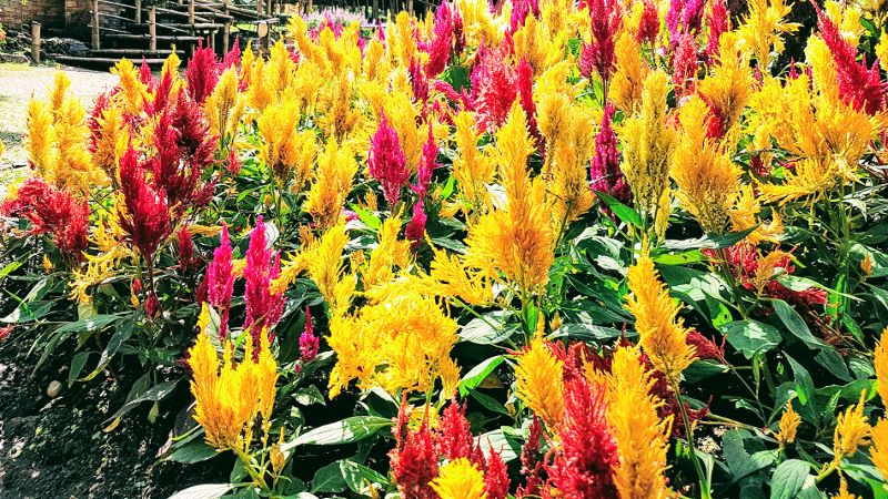 Doi Tung Royal Project - Flowers