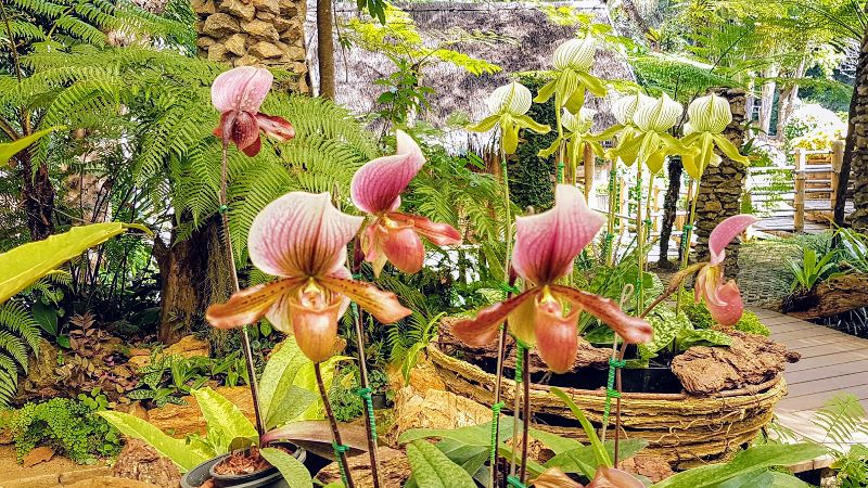 Mae Fah Luang Gardens - Flowers