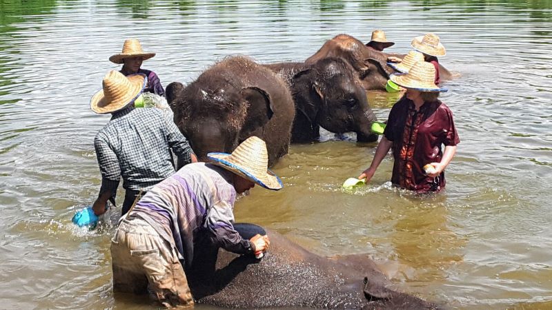 Elephant Rescue Park - Elephant Bathing