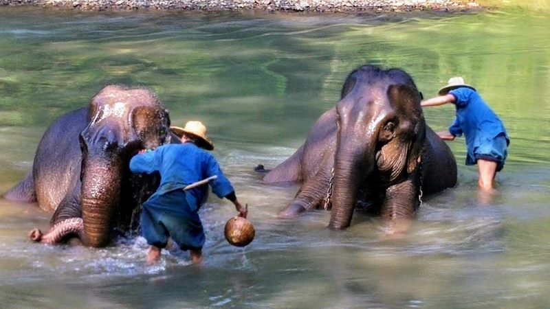 Elephants Bathing in Chiang Mai