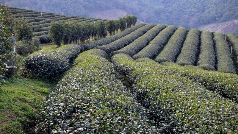 101 Tea Plantation Mae Salong