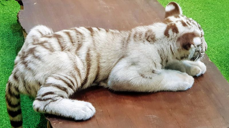 Baby Tiger at Tiger Kingdom Chiang Mai