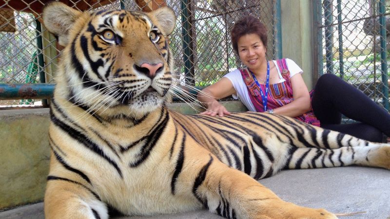 Tiger Kingdom Chiang Mai