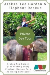 Araksa Tea Gardens & Elephant Rescue Park: Private Day Tour