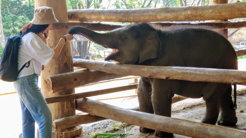 Baby Elephant at Mae Sa Elephant Camp Chiang Mai