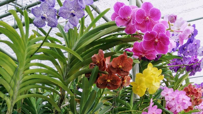 Bai Orchid & Butterfly Farm (Chiang Mai) | Olsen Tours