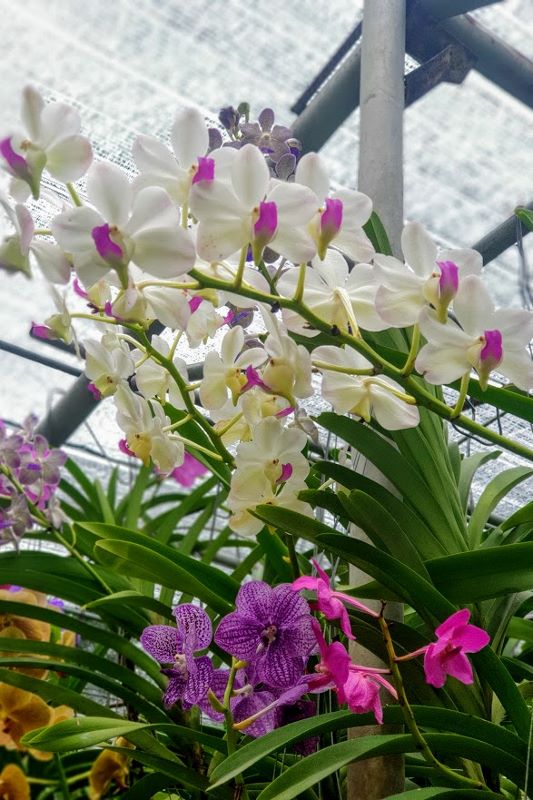 Flower Cluster at Bai Orchid & Butterfly Farm