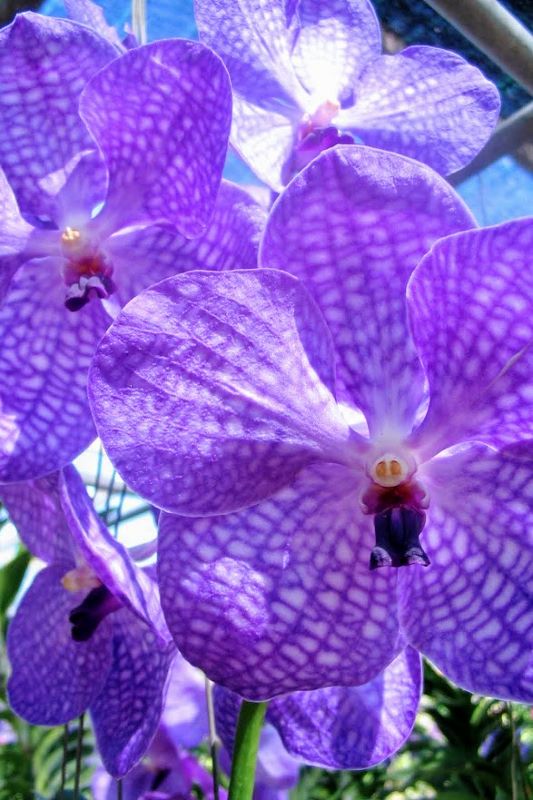 Purple Orchids at Bai Orchid & Butterfly Farm
