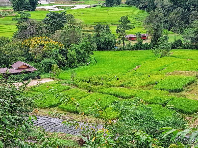Doi Inthanon - Rice Fields at Mae Klang Luang