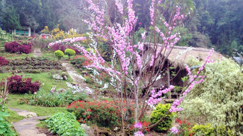 Cherry Blossoms at Doi Pui