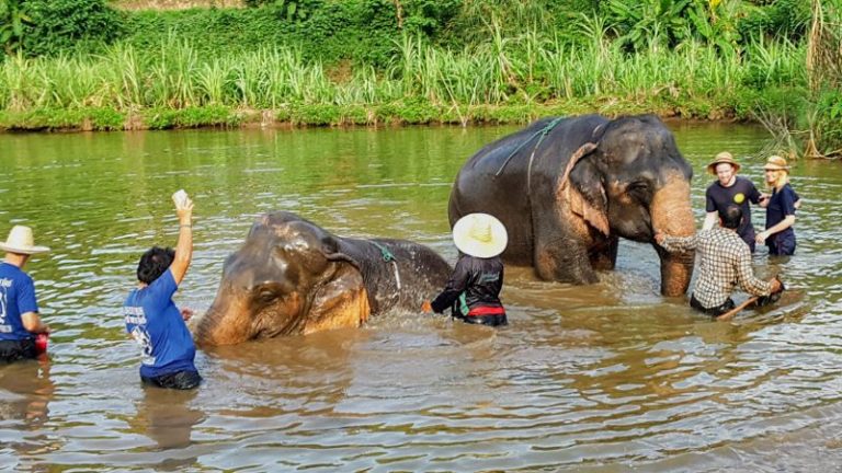Elephant Care Program Chiang Mai