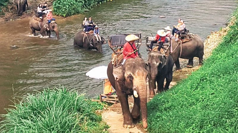 Elephant Safari Chiang Mai