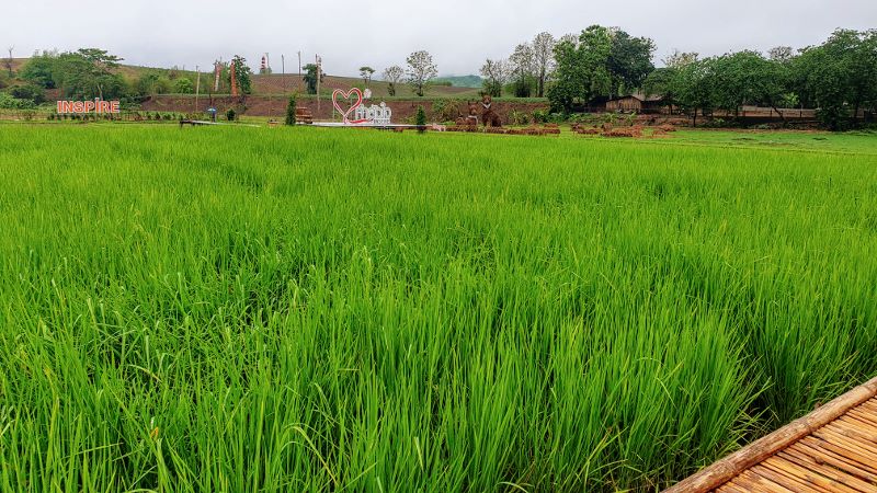 Rice Fields at Inspire Project (Kamlangjai) Chiang Rai