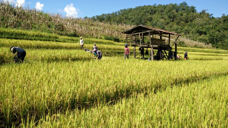 Harvesting Rice in Mae Hong Son