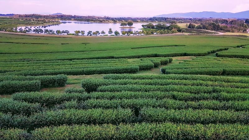 Tea Fields at Singha Park Chiang Rai