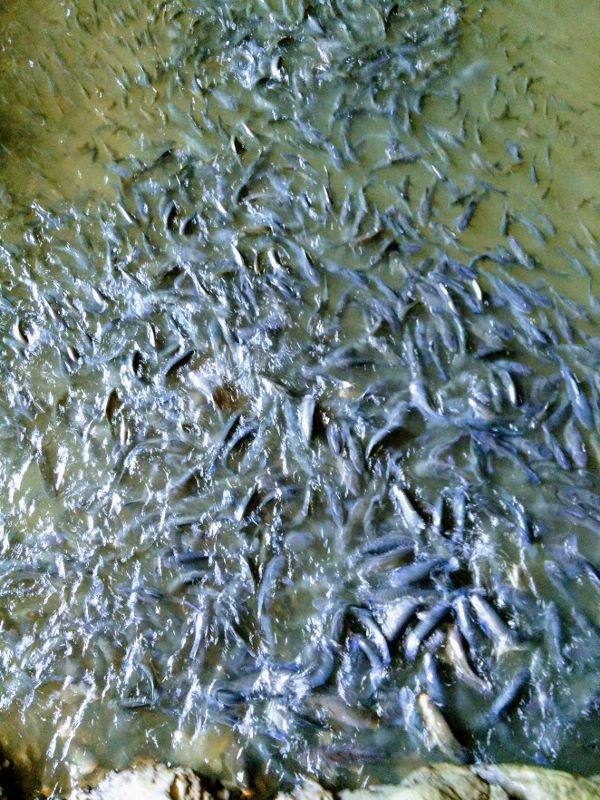 Tham Lod Cave - Fish Frenzy