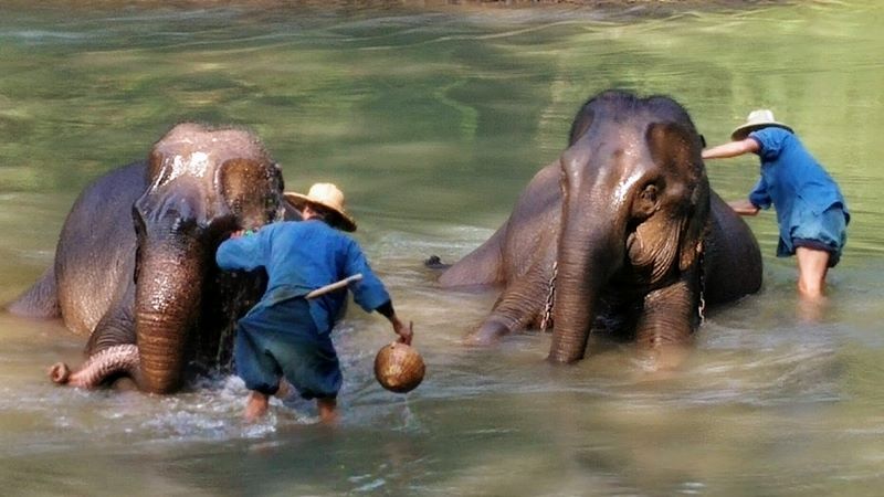 The Elephant Training Center Chiang Dao