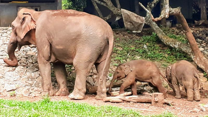 baby elephants with mother in Chiang Mai