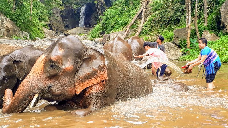 Bathing with Elephants