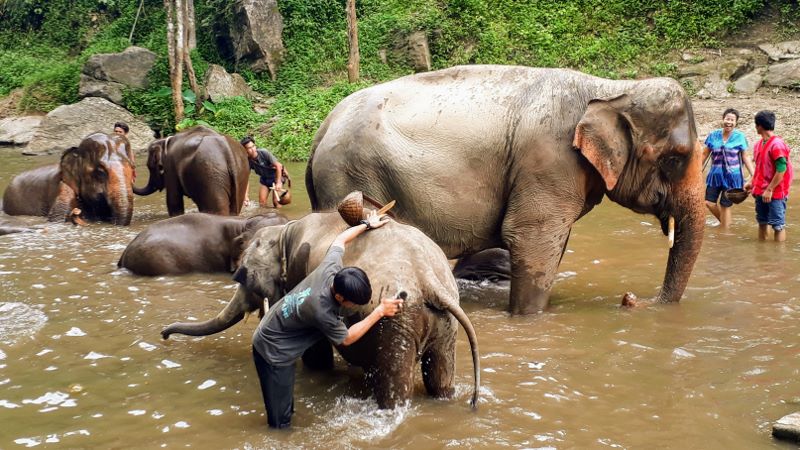 Patara Elephant Farm Chiang Mai