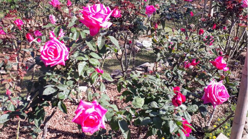 Bhubing Palace Roses