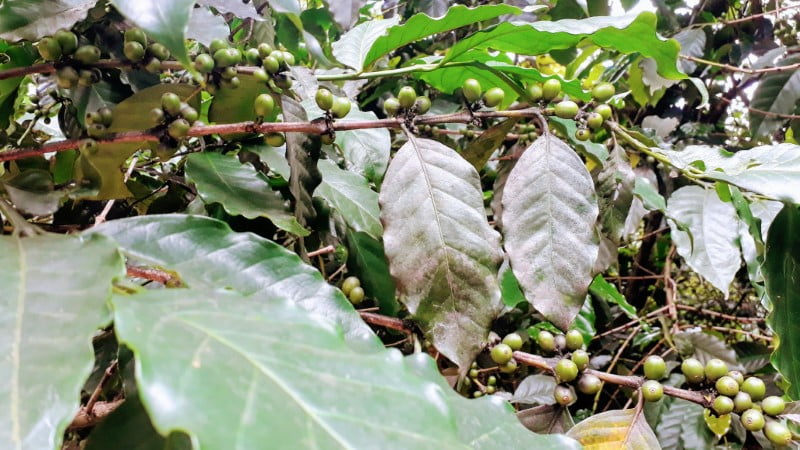 Mae Klang Luang coffee plant