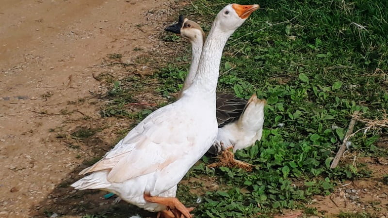 Mae Klang Luang goose