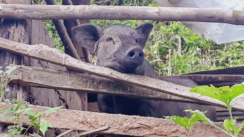 Mae Klang Luang pig