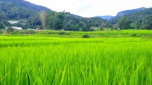 Mae Klang Luang rice field