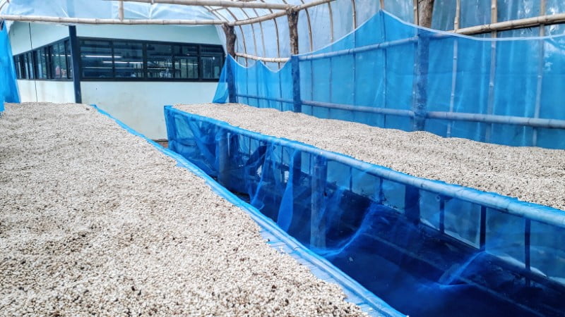 Drying tables with coffee beans at Doi Chaang Coffee Estate