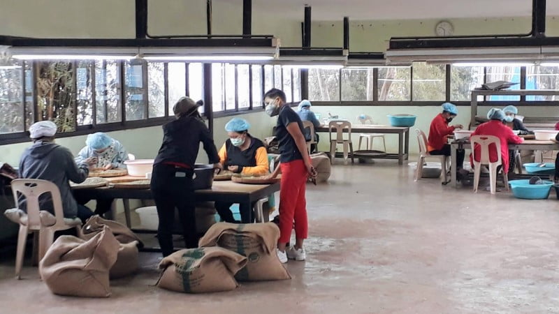 Staff sorting shelled coffee beans at Doi Chaang Coffee Estate
