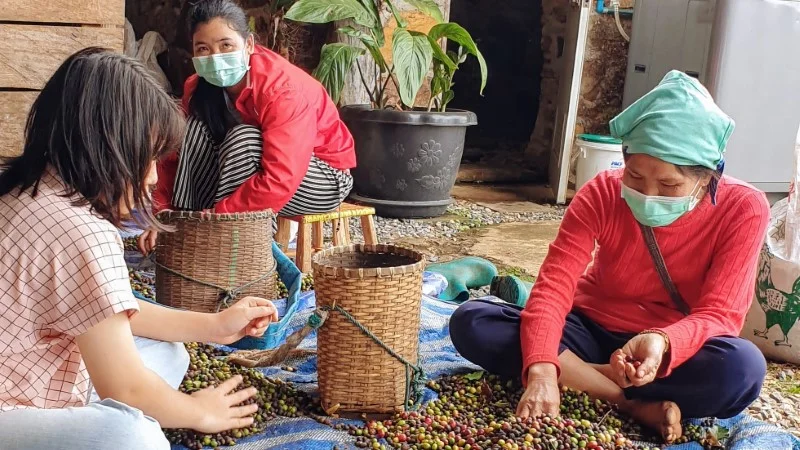 coffee workers in Doi Chang, Thailand