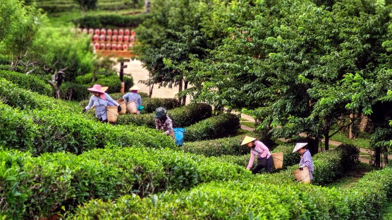 Workers picking tea at Lee WIne Ruk Thai Resort