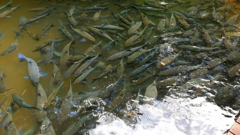 Swimming fish at Tham Pla Fish Cave