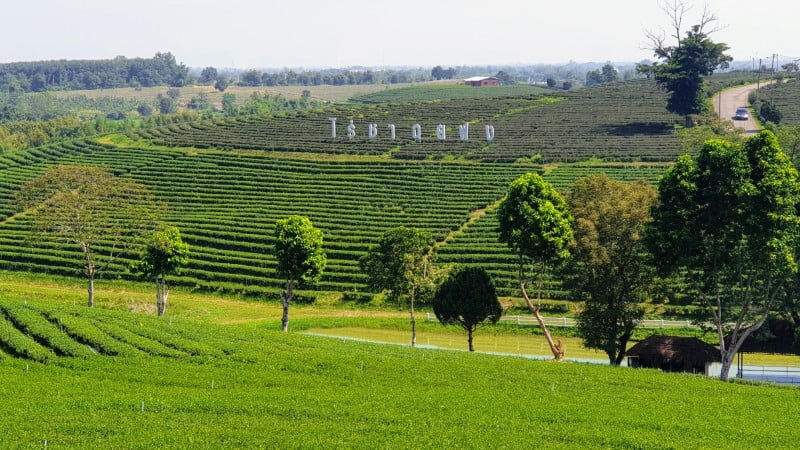 Chou Fong Tea Plantation - Scenic Tea Field Views