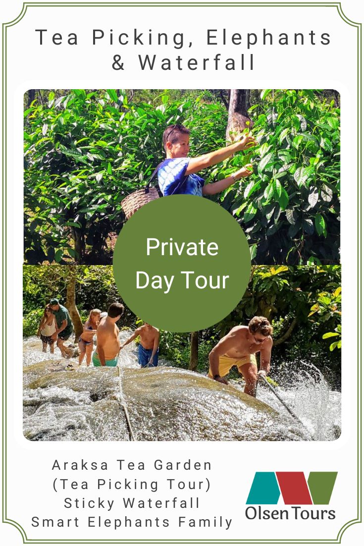 Tea Picking, Elephant Sanctuary & Sticky Waterfall (private day tour)