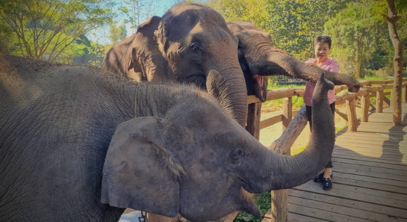 Feeding time at Elephant EcoValley