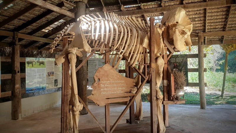 Skeleton at Elephant EcoValley