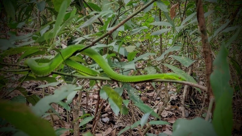 Green venemous snake on Pha Dok Siew Nature Trail